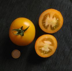 letzte Portion Tomate "Orange mittelgroße Müller"  