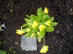 Schlüsselblume Schlüsselblume