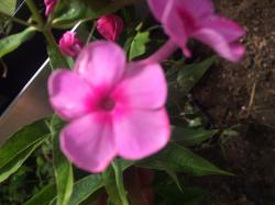 Phlox rosa Phlox rosa