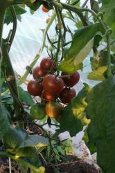 Tomate Black Cherry Tomate Black Cherry