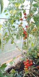 Tomate Vesennij Michurinskij Tomate Vesennij Michurinskij