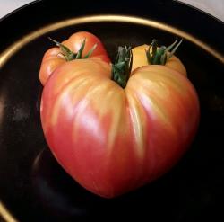 Orange Russian Fleischtomate Orange Russian Fleischtomate