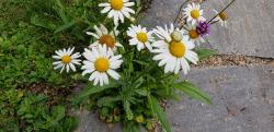 Margeriten Margeriten
