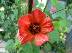 Abutilon Schönmalve Samen 2018 Abutilon Schönmalve Samen 2018
