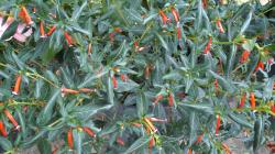 Cuphea Ignea Cuphea Ignea