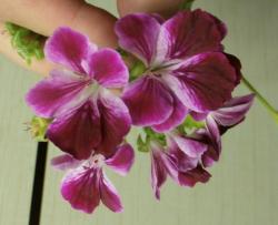 Pelargonium PAC Angeleyes Burgundy Pelargonium PAC Angeleyes Burgundy