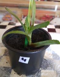 Aloe Ableger 4 Aloe Ableger 4