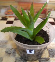 Aloe Ableger 5 Aloe Ableger 5