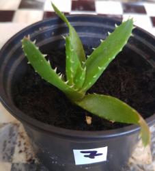 Aloe Ableger 7 Aloe Ableger 7