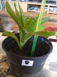 Aloe Ableger 8 Aloe Ableger 8