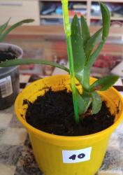 Aloe Ableger 10 Aloe Ableger 10