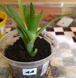 Aloe Ableger 11 Aloe Ableger 11
