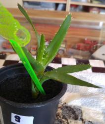 Aloe Ableger 9 Aloe Ableger 9