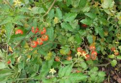 Tomate Rote Murmel Tomate Rote Murmel