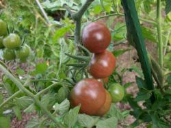 Tomate Black Cherry Tomate Black Cherry