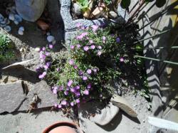 Delosperma rosa, Bodendecker Delosperma rosa, Bodendecker