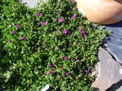 Delosperma pink, Bodendecker Delosperma pink, Bodendecker
