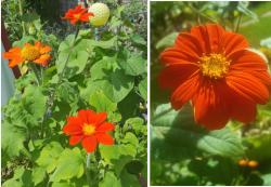 Mexikanische Sonnenblume Samen 2018 Mexikanische Sonnenblume Samen 2018
