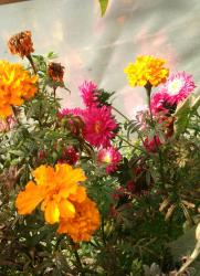 Färbertagetes Färbertagetes