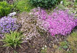 Polsterphlox / Kissenphlox Polsterphlox / Kissenphlox