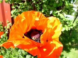 Türkischer Mohn orange -rot Türkischer Mohn orange -rot