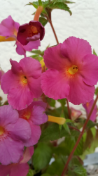 Achimenes " Ice Tea " ( Saliba) Achimenes " Ice Tea " ( Saliba)