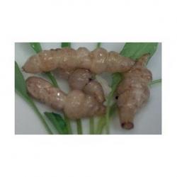 Knollenziest, Crosnes Knollenziest, Crosnes