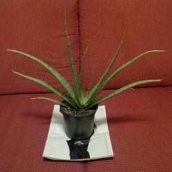 Aloe Vera Aloe Vera