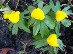 Winterlinge – 8 Rhizome Winterlinge – 8 Rhizome