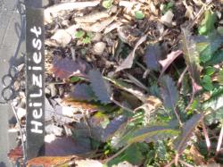Heilziest Heilziest