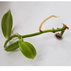 Vanille Orchidee Vanille Orchidee