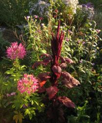 Amaranth, schwarzrotblättrig Amaranth, schwarzrotblättrig
