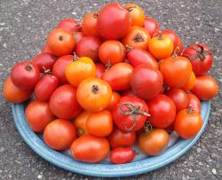 Schönhagener Frühe- Salattomate Schönhagener Frühe- Salattomate