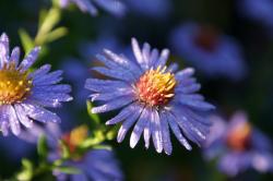 Blaue Astern Blaue Astern