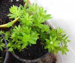 Waldmeister Waldmeister