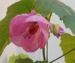 Abutilon, Blüte in pink Abutilon, Blüte in pink