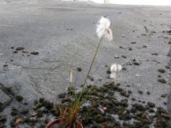 Schmalblättriges Wollgras Schmalblättriges Wollgras