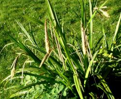 Ziergras Riesenwaldsegge Ziergras Riesenwaldsegge