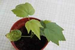 Abutilon Hybrid - Schönmalve Abutilon Hybrid - Schönmalve