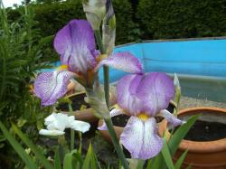 Iris "Frühlingskleid" Iris "Frühlingskleid"