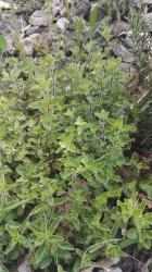Oregano Oregano