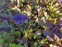 Rotblättriger Gartengünzel Blau blühend Rotblättriger Gartengünzel Blau blühend
