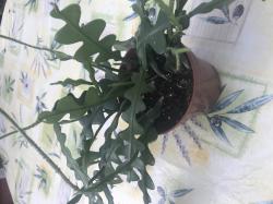 Epiphyllum Anguliger - Blattkaktus Epiphyllum Anguliger - Blattkaktus