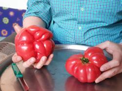 Fleischtomaten aus Hatay Fleischtomaten aus Hatay