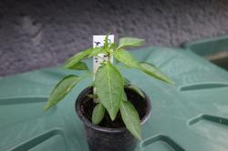 Paprika Medusa Paprika Medusa