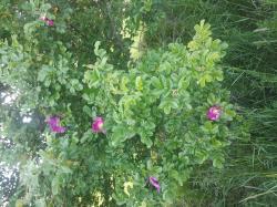 Wildrose Wildrose