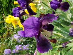 Iris violett Iris violett