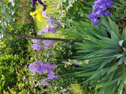Iris hell violett_alte Sorte Iris hell violett_alte Sorte