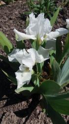 Iris Nana Iris Nana