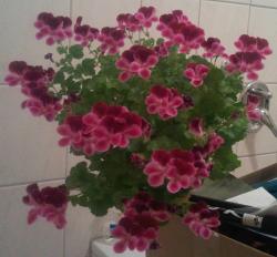 Pelargonien-Steckl. bew., Primulina-Blatt bew., Tetradenia, Pelargonien-Steckl. bew., Primulina-Blatt bew., Tetradenia,